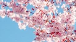 Atiku Olorunsogo Mosque gallery image 1